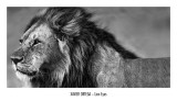 Lion Eyes Kunstdrucke von Xavier Ortega