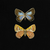 Pair of Butterflies on Black Poster por Joanna Charlotte