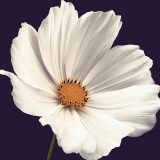 Cosmos I Poster par Assaf Frank