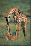 Giraffes Mother and Baby Reproducción en lienzo de la lámina Giraffes Mother and Baby Reproducción en lienzo de la lámina