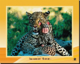Leopard Stretched Canvas Print by Tom Arma