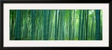Bamboo Forest, Sagano, Kyoto, Japan Framed Photographic Print by Panoramic Images 