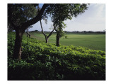 Sandy Lane Country Club, Hole 2 Premium Photographic Print by J.D. Cuban