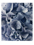 Condé Nast, Trunk Archive Premium Photographic Print by Martyn Thompson