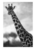Condé Nast, Trunk Archive Premium Photographic Print by Sheila Metzner