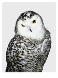 Condé Nast, Trunk Archive Premium Photographic Print by Jenny van Sommers