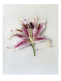 Condé Nast, Trunk Archive Premium Photographic Print by Michael Baumgarten
