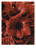 Condé Nast, Trunk Archive Premium Photographic Print by Martyn Thompson
