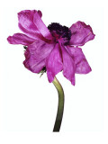 Condé Nast, Trunk Archive Premium Photographic Print by Andrew Bettles