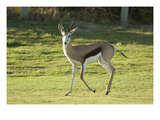 Antelope at The Atlantic Beach Golf Club Premium Photographic Print by J.D. Cuban