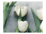 Condé Nast, Trunk Archive Premium Photographic Print by Martyn Thompson