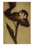 Condé Nast, Trunk Archive Premium Photographic Print by Sheila Metzner