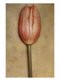 Condé Nast, Trunk Archive Premium Photographic Print by Sheila Metzner