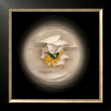 Ranunculus no. 15 Prints by Neil Seth Levine