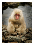 Snowy the Snow Monkey Premium Photographic Print by Trey Ratcliff