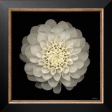 Dahlia 22 Prints by Neil Seth Levine