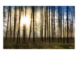 The Skeletons at Sunrise Premium Photographic Print by Trey Ratcliff