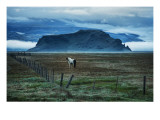 Horse in Landscape Premium Photographic Print by Trey Ratcliff