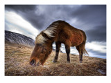 An Icelandic Horse in the Wild Fototryk i høj kvalitet af Trey Ratcliff