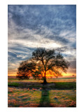 Her Evening Elegance Premium-Fotodruck von Trey Ratcliff