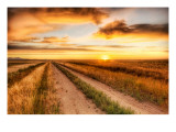 The Lonely Road to the Dinosaur Dig Premium Photographic Print by Trey Ratcliff