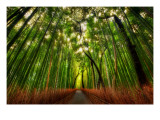 The Bamboo Forest Premium Photographic Print by Trey Ratcliff