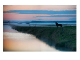 The Silent Horse in the Fog Premium Photographic Print by Trey Ratcliff