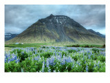 Flowers and Carved Stone Premium Photographic Print by Trey Ratcliff