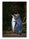 The Yellow-Eyed Penguin Premium Photographic Print by Trey Ratcliff