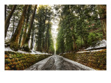 Old Forest After the Snowmelt Premium Photographic Print by Trey Ratcliff