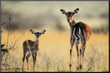 Impala, Mother and Infant Mounted Print by Michel & Christine Denis-Huot