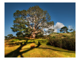Bilbo's Hobbit Hole and the Party Tree in the Shire Premium Photographic Print by Trey Ratcliff