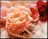 Pink Rose and Pearls Affiche montée par Bruce Curtis