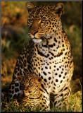 Léopards mère-enfant, Panthera pardus, Masai-Mara Kenya Affiche montée par Michel & Christine Denis-Huot
