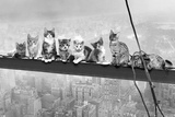 Cats On Girder- Láminas Cats On Girder- Láminas
