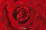 Rose-Je Taime - Reprodüksiyon Rose-Je Taime - Reprodüksiyon