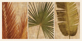 Palm Vista II Posters by John Seba