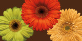 Daisy Trio Prints by Lindsay Blake