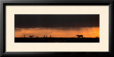 Lion Hunting, Masai-Mara, Kenya Posters by Michel & Christine Denis-Huot