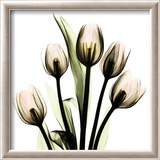 Crystal Flowers X-ray, Tulip Bouquet Prints by Albert Koetsier