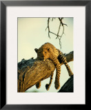 A Leopard Lounges in a Tree Framed Photographic Print by Beverly Joubert
