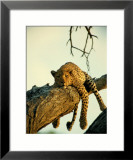 Léopard dans un arbre Photographie encadrée par Beverly Joubert