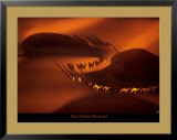 Dromedary Caravan near Nouakchott, Mauritania Prints by Yann Arthus-Bertrand