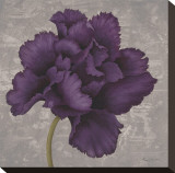 Black Plum I Stretched Canvas Print by Ariane Martine
