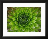 A Giant Lobelia Plant Framed Photographic Print by George F. Mobley