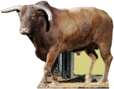 Yellow Jacket Jr. - PBR Bull Silhouette découpée