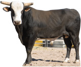Bones - PBR Bull Stand Up