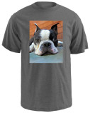Moxley Boston Terrier Shirts