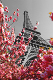 Paris - Tour Eiffel Posters