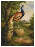 Classic Peacock Pósters por Unknown Classic Peacock Pósters por Unknown